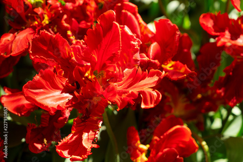 Fototapeta Naklejka Na Ścianę i Meble -  floral background - close up of blooming red parrot tulip