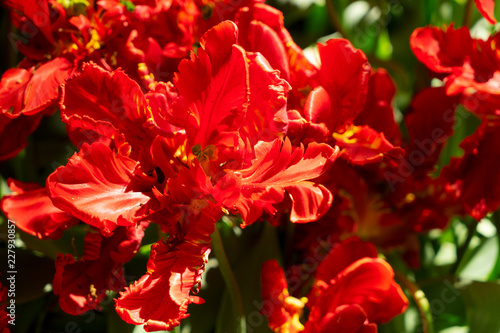 floral background - close up of blooming red parrot tulip
