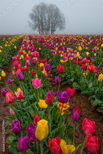 A lone tree behind fields of colorful tulips on a foggy morning