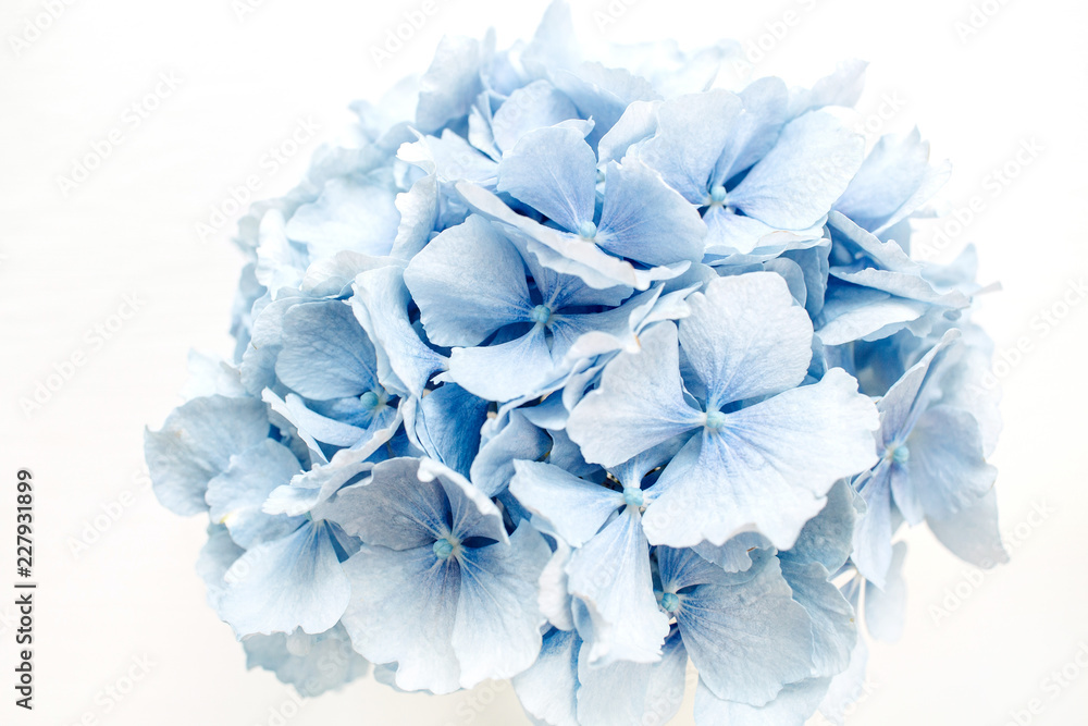 Blue hydrangea flower. Blue hydrangea flower.