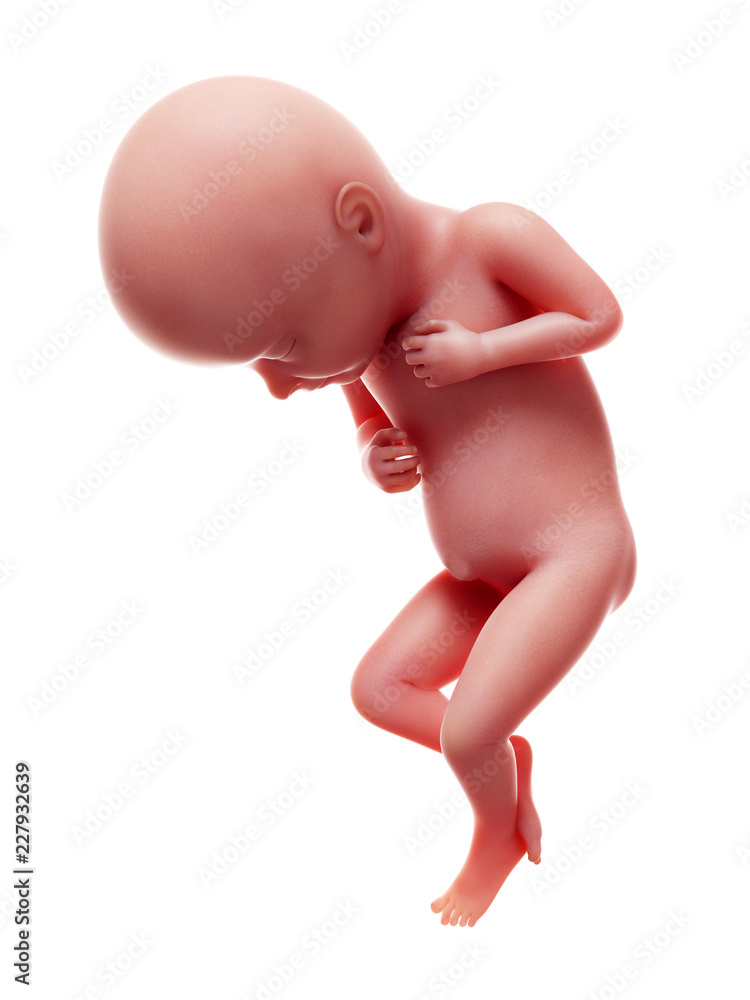 3d rendered medically accurate illustration of a human fetus, week 32 3d rendered medically accurate illustration of a human fetus, week 32