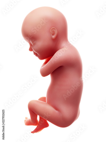 3d rendered medically accurate illustration of a human fetus, week 30