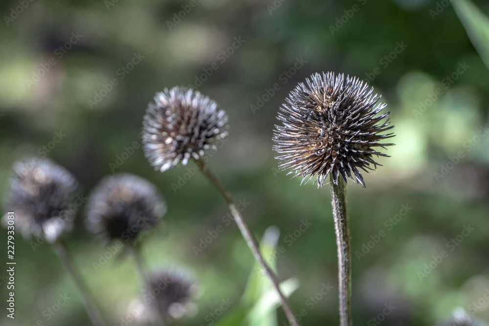 Dry prickly echinacea heads against the backdrop of the sunny green of the garden. Interesting nature concept for design. Dry prickly echinacea heads against the backdrop of the sunny green of the garden. Interesting nature concept for design.