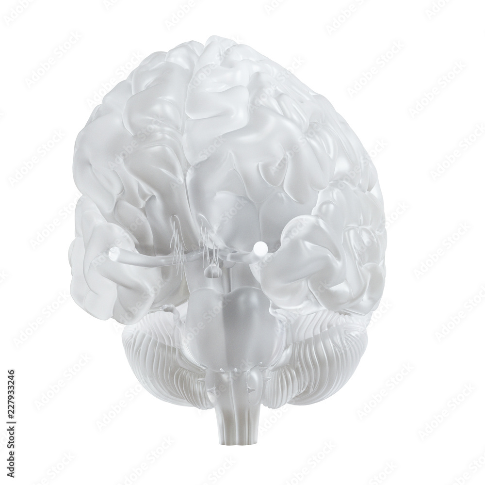 3d rendered medically accurate illustration of a glass brain 3d rendered medically accurate illustration of a glass brain