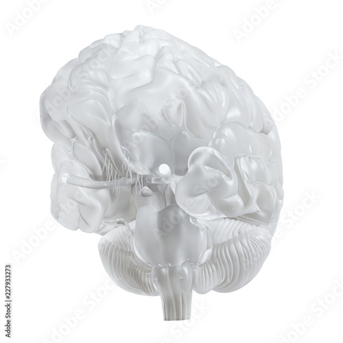 3d rendered medically accurate illustration of a glass brain