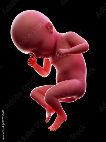 3d rendered medically accurate illustration of a human fetus, week 35 photo