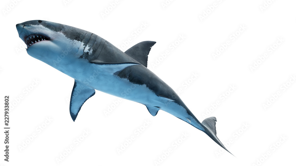 3d rendered illustration of a great white shark 3d rendered illustration of a great white shark