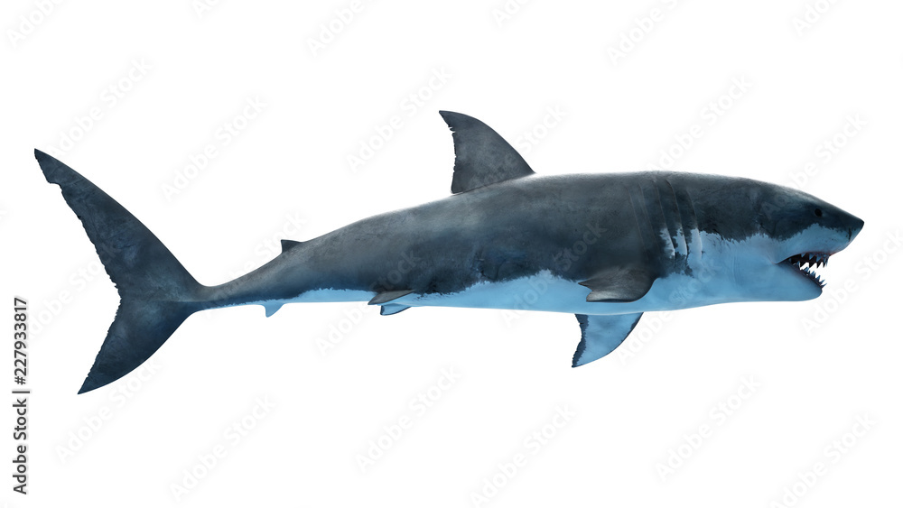 Naklejka premium 3d rendered illustration of a great white shark