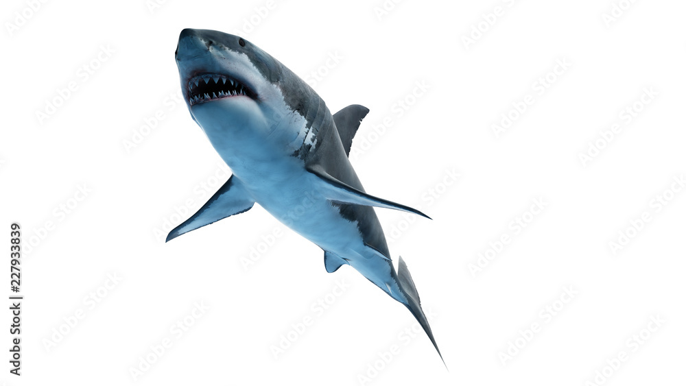 Fototapeta premium 3d rendered illustration of a great white shark
