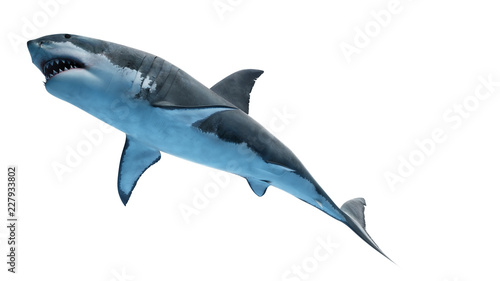 3d rendered illustration of a great white shark