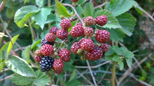 Black and red blackberry fruits