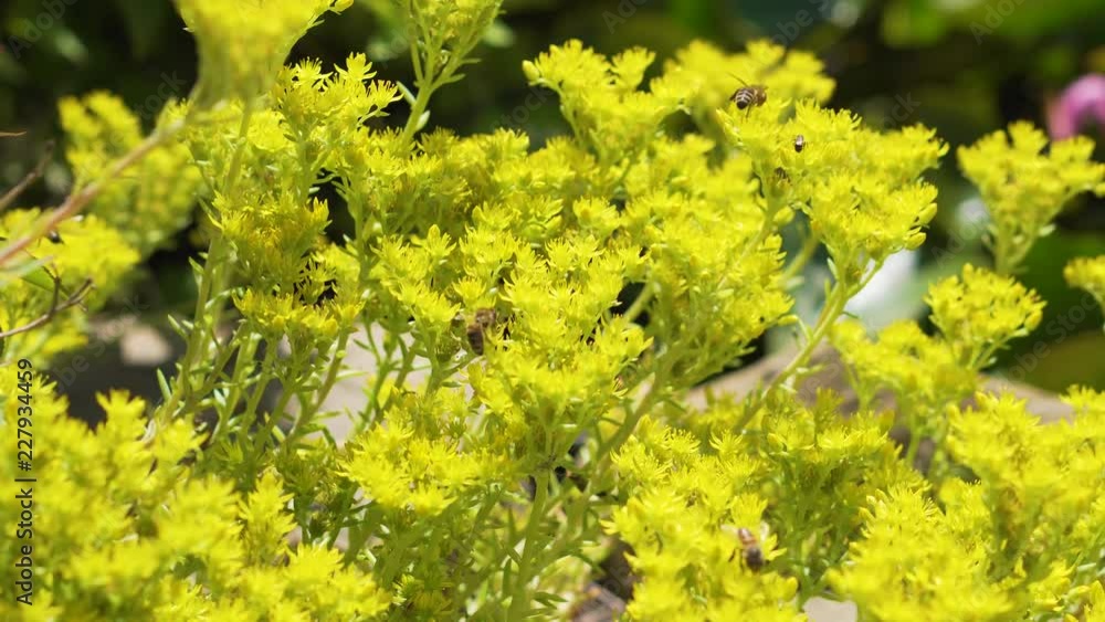 Bees pollinate yellow flowers Bees pollinate yellow flowers