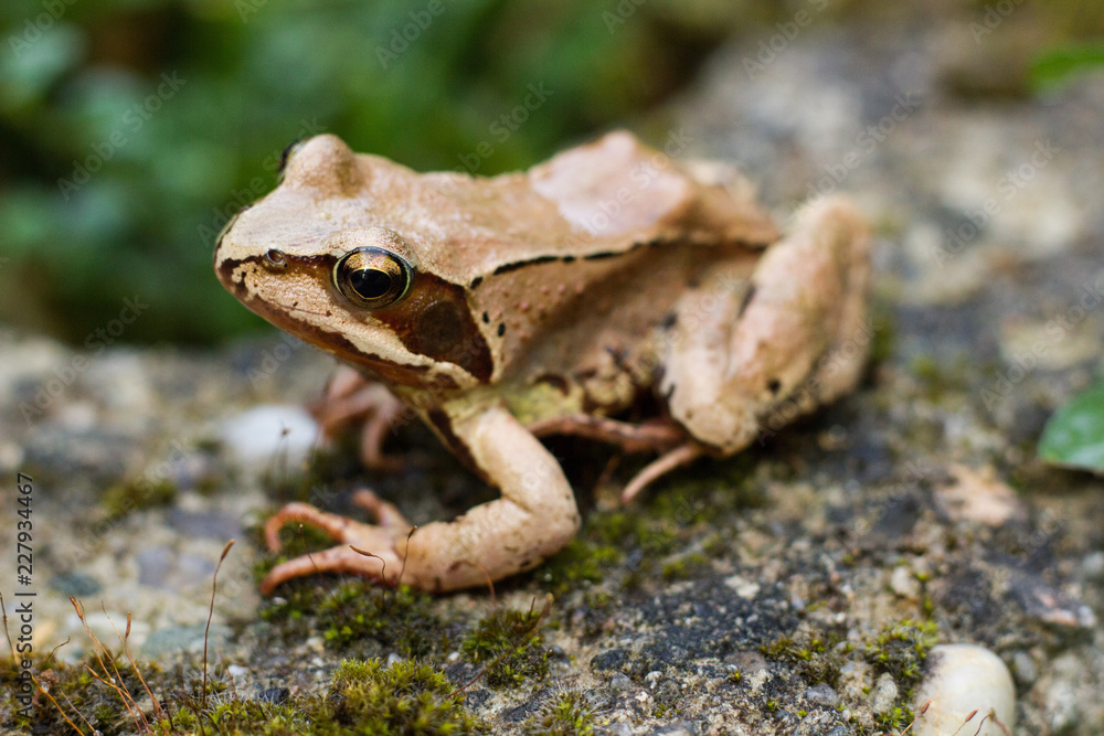 Obraz premium Frog