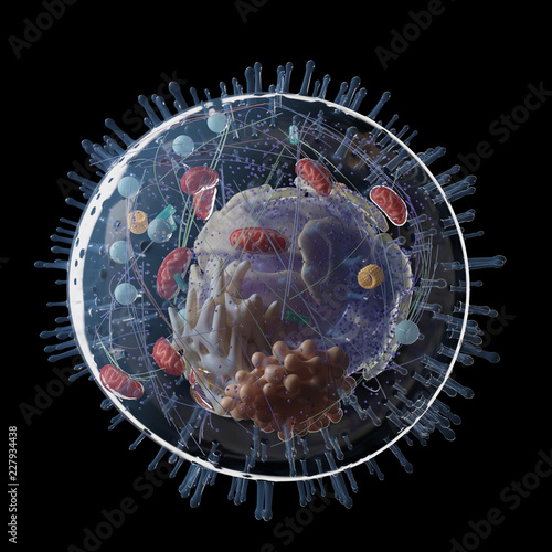Photos 3d rendered medically accurate illustration of a human cell