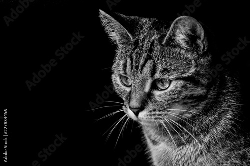 Cat Portrait B/W