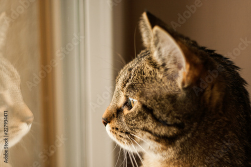 Cat's Reflection
