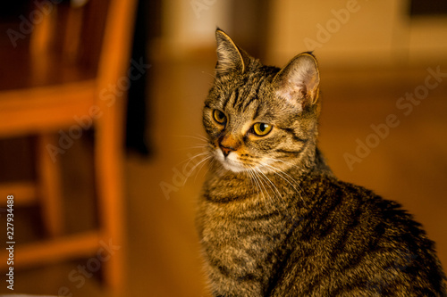 Staring Cat