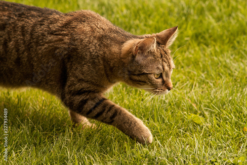 Hunting Cat