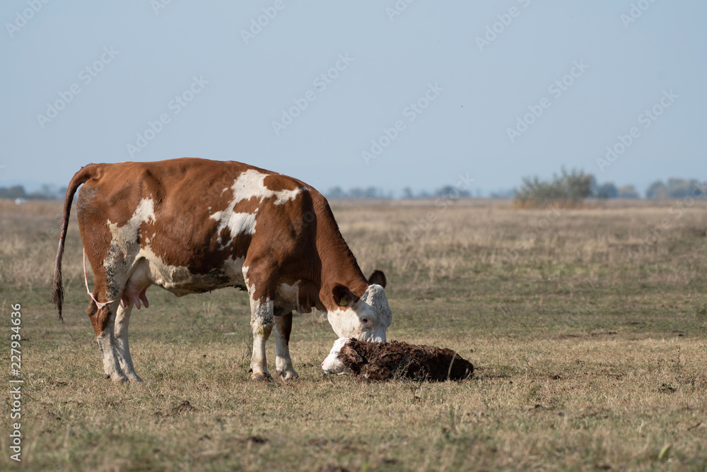 Cow and her newborn cow in the field Cow and her newborn cow in the field