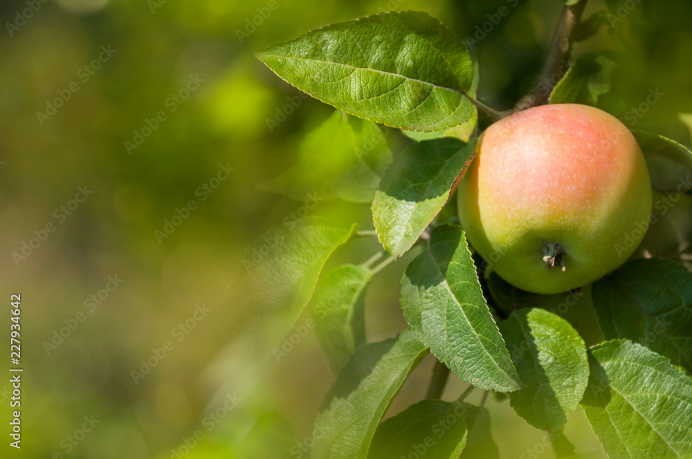Ripe red and green apple on a branch with leaves in the garden. Harvest fruit apple tree. Green fruit background. Ripe red and green apple on a branch with leaves in the garden. Harvest fruit apple tree. Green fruit background.