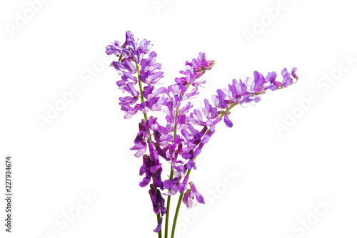 lilac meadow flowers isolated