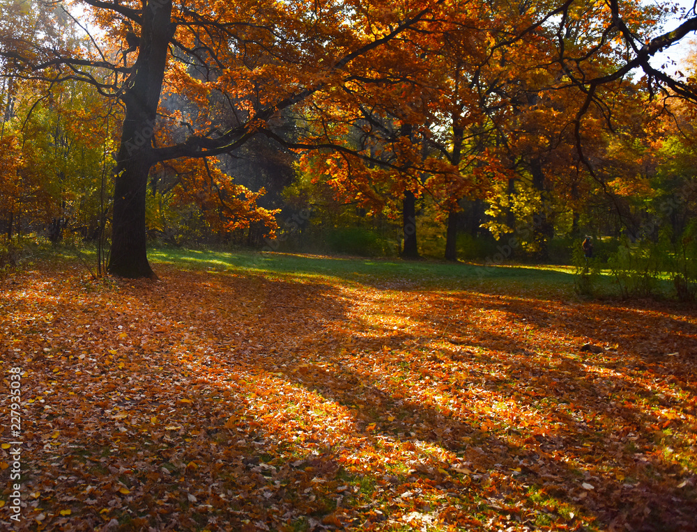 Naklejka premium autumn landscape leaf fall in the Park