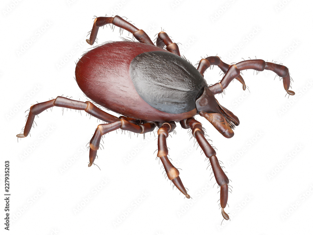 3d rendered illustration of a tick on white background 3d rendered illustration of a tick on white background