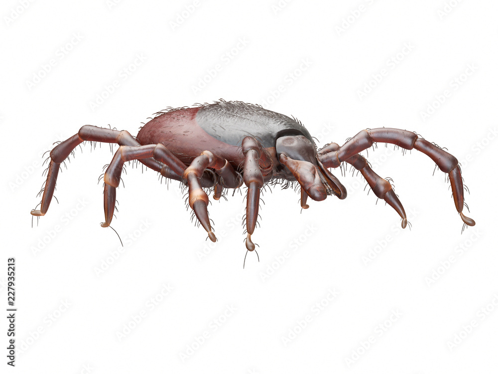 3d rendered illustration of a tick on white background 3d rendered illustration of a tick on white background