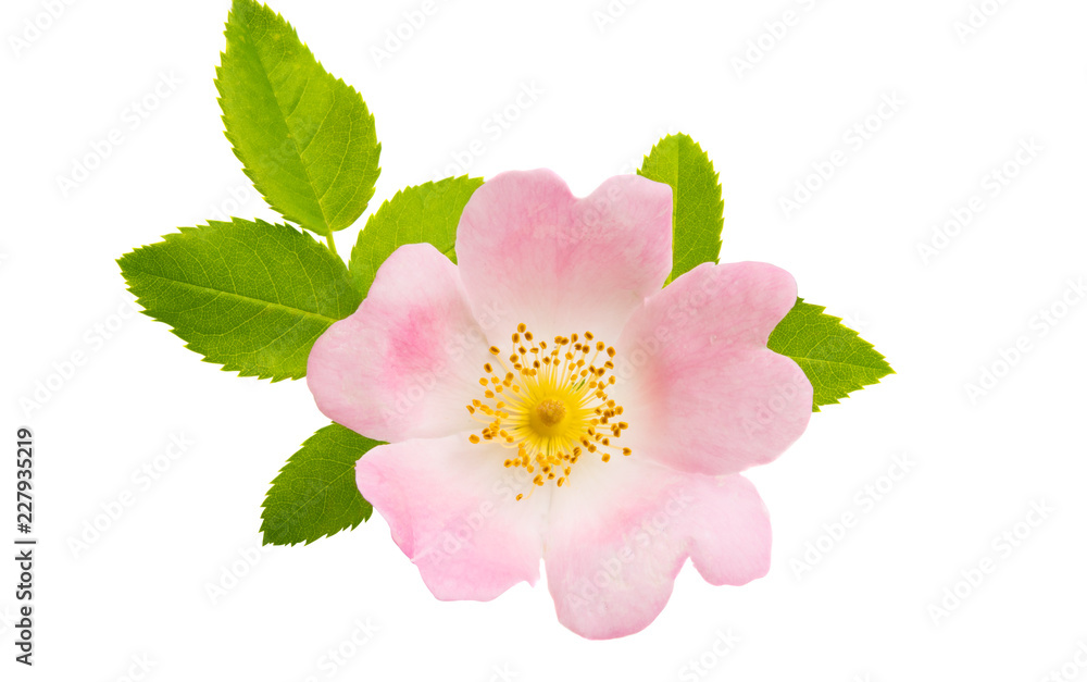 Fototapeta premium rosehip flowers isolated