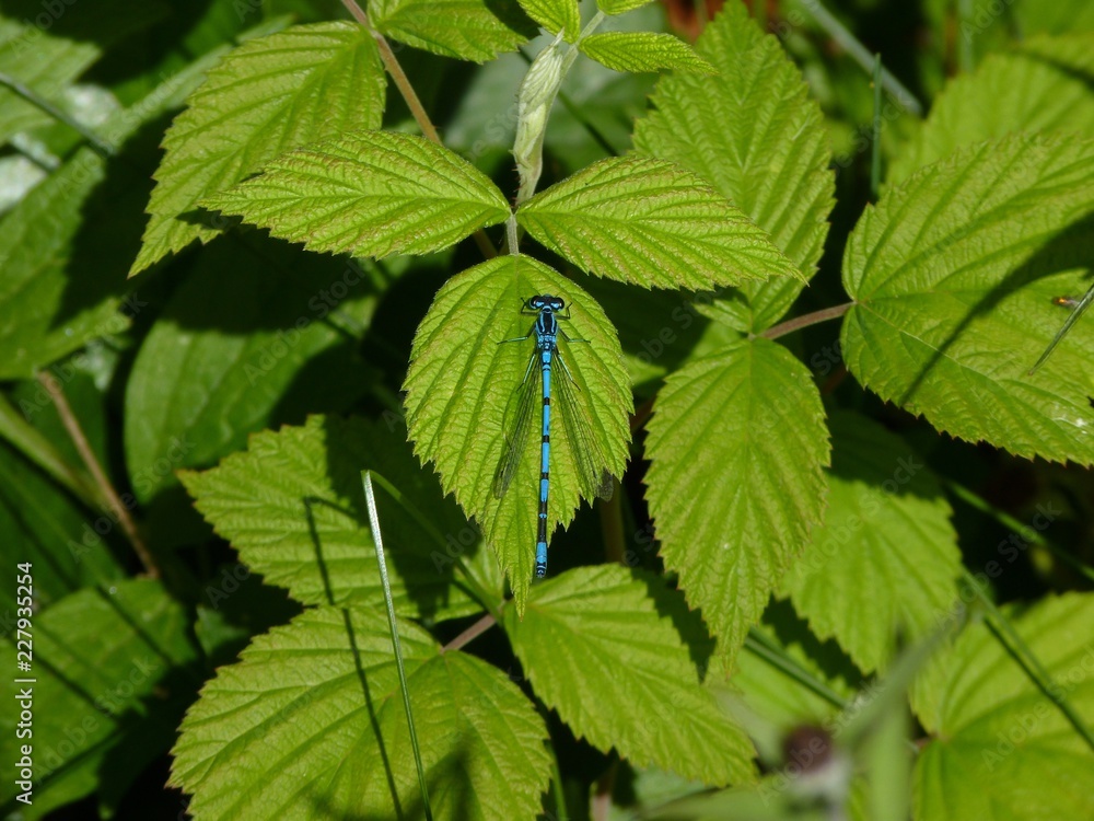 Azure Damselfly, Ayrshire, Scotland Azure Damselfly, Ayrshire, Scotland
