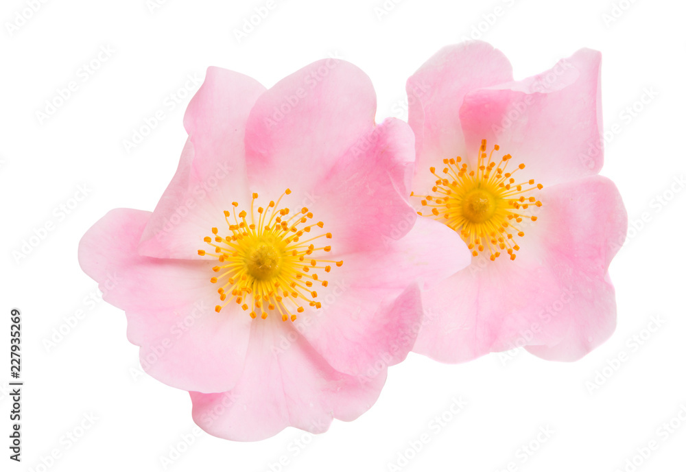 rosehip flowers isolated