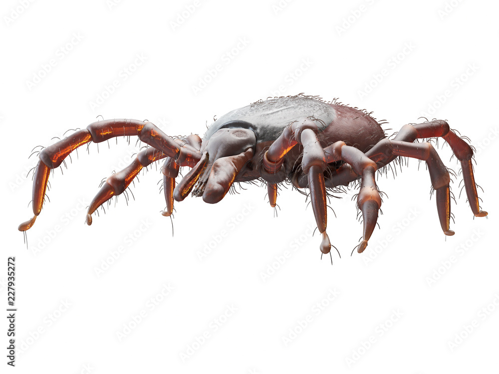 3d rendered illustration of a tick on white background