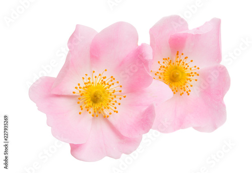 rosehip flowers isolated