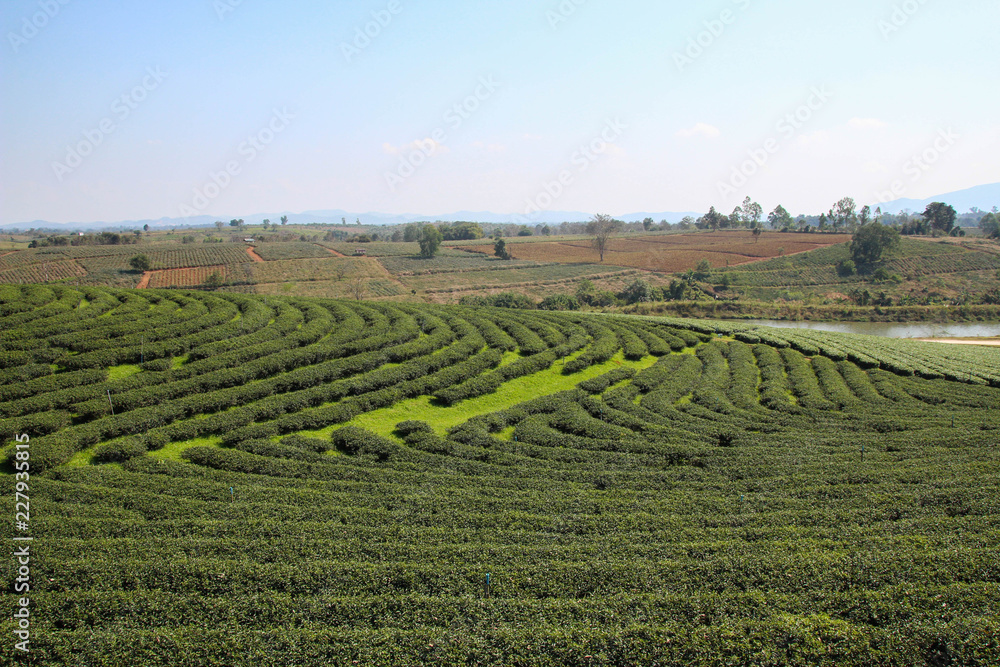 Large Tea Plantation.