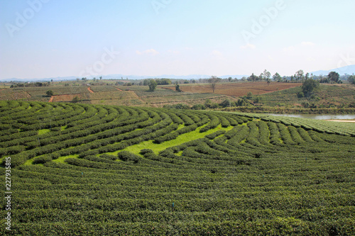 Large Tea Plantation.