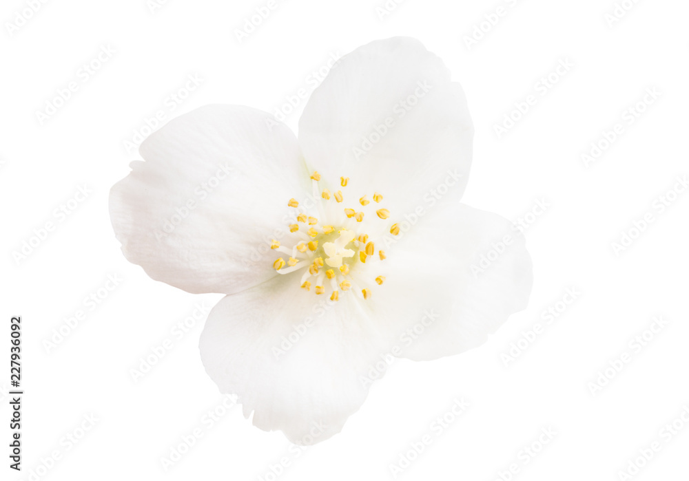 Obraz premium jasmine flower isolated