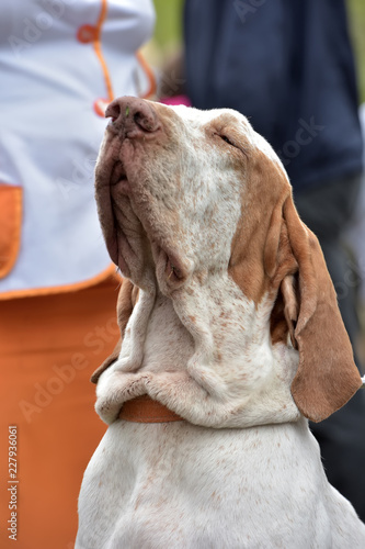 Portrait of Bracco Italiano Dog photo