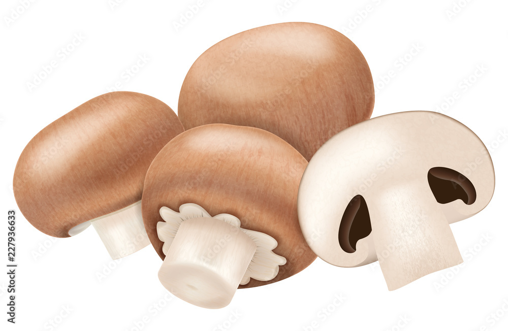 Portobello mushrooms . Vector illustration. Portobello mushrooms . Vector illustration.