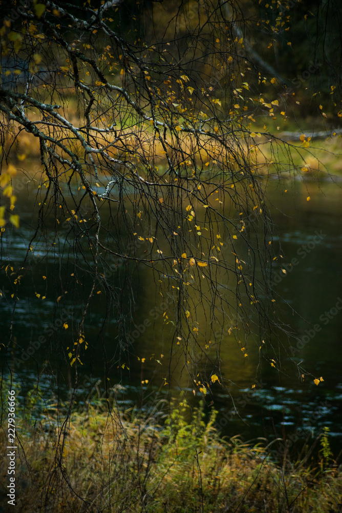 Autumn landscape: Golden autumn by the river, in the forest. Wildlife. Autumn landscape: Golden autumn by the river, in the forest. Wildlife.