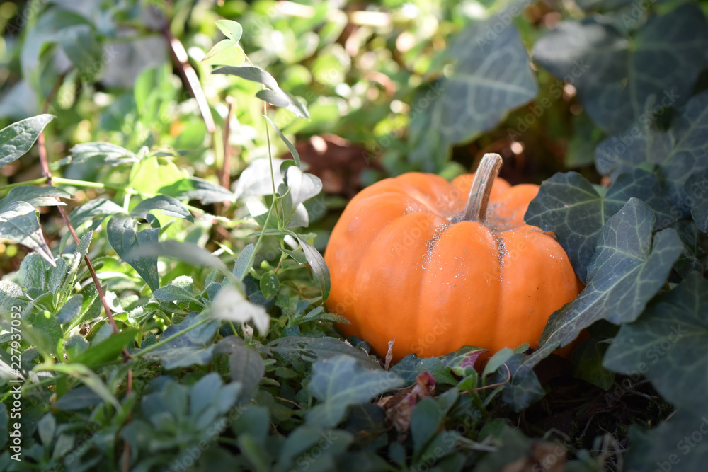 Obraz premium Ambience pumpkin