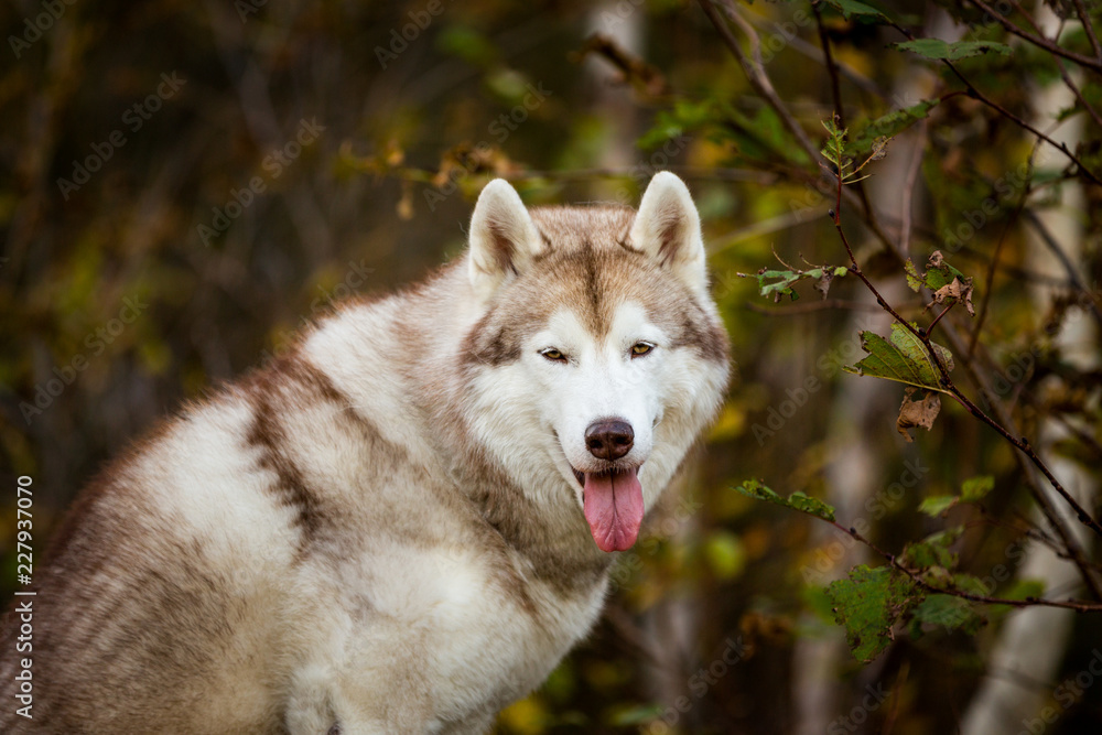 Close-up Portrait of gorgeous dog breed Siberian Husky sitting on the hill in fall on a forest background. Close-up Portrait of gorgeous dog breed Siberian Husky sitting on the hill in fall on a forest background.