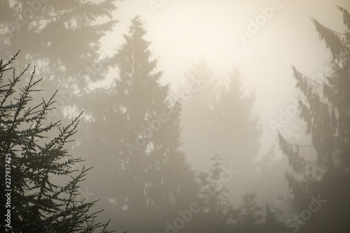 A foggy morning obscures layers of tall coniferous trees