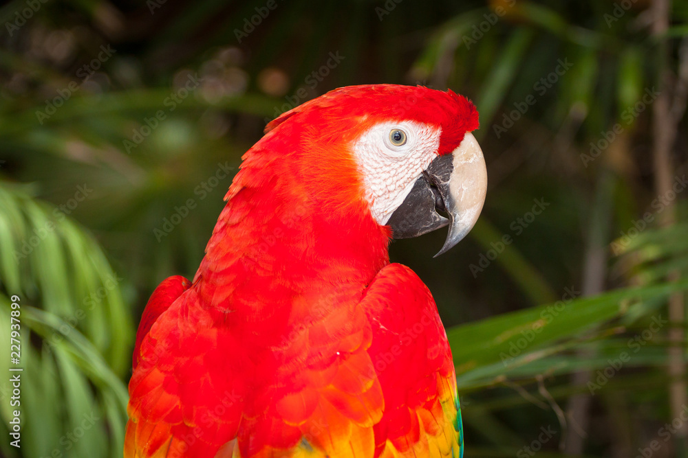 Ara parrot in the wild, Mexico