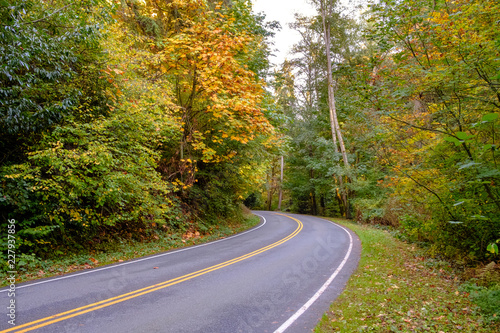 A road winds it way through a color autumn forest