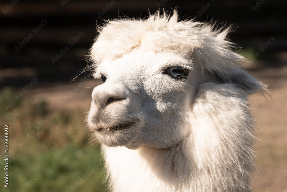 Alpaca portrait in autumn sunshine