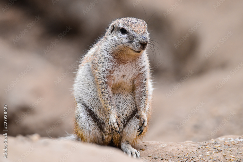 meerkat on rock meerkat on rock