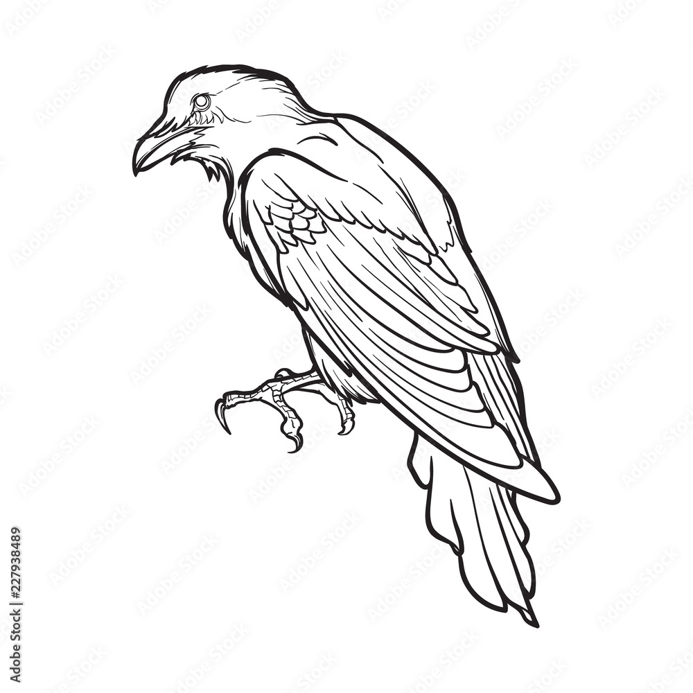 Black Raven sitting. Accurate line drawing . isolated on white background. Halloween design element. EPS10 vector illustration