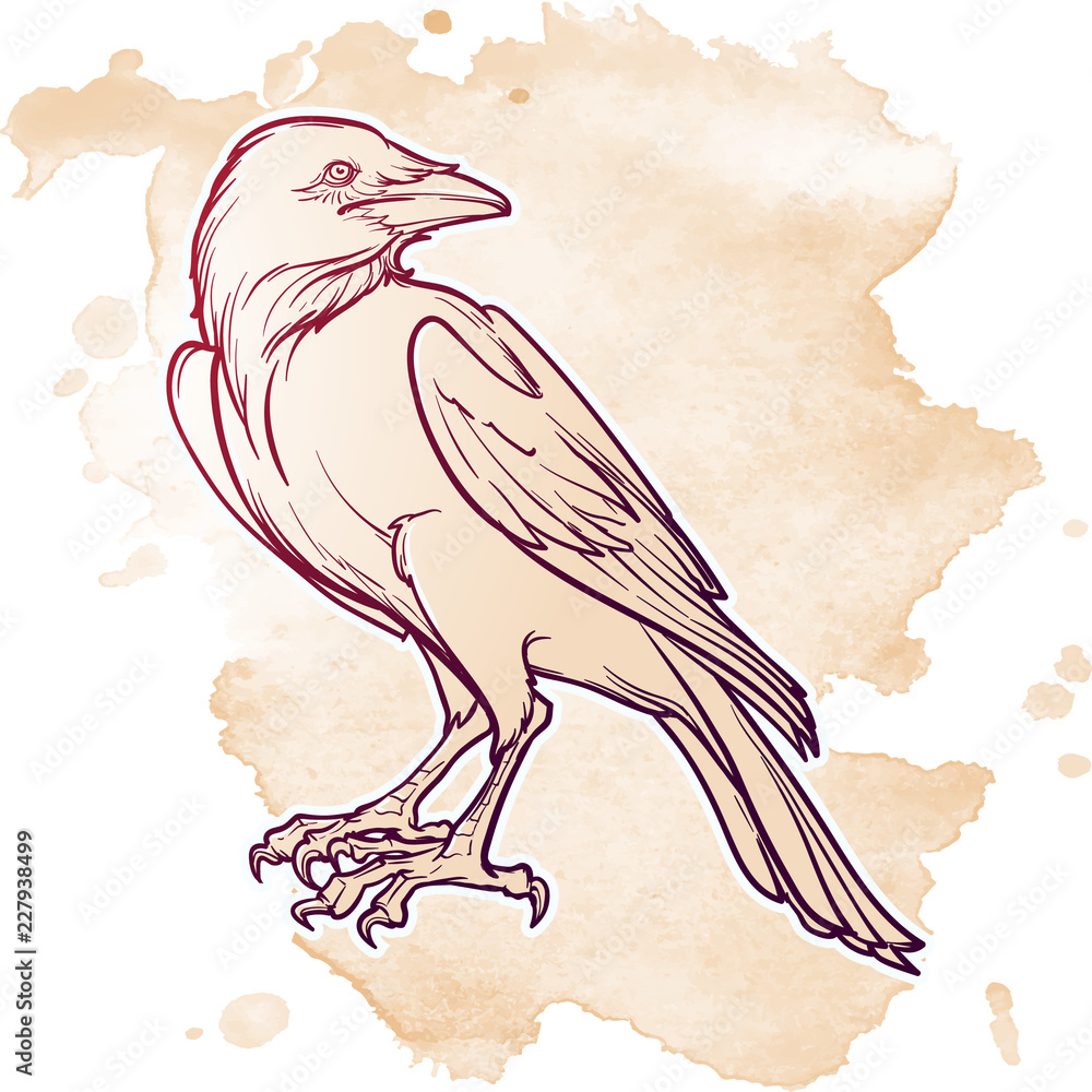 Fototapeta Raven sitting. Accurate line drawing. isolated on grunge spot background. Halloween design element. EPS10 vector illustration