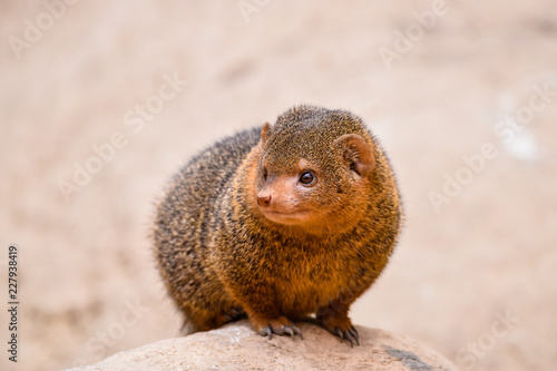 dwarf mongoose