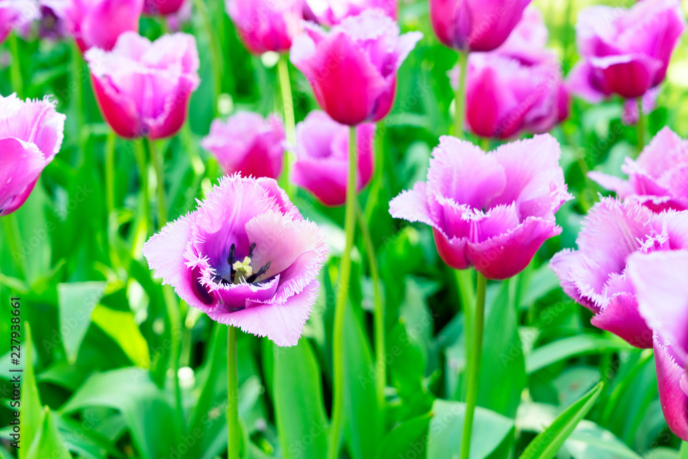 Fototapeta premium Purple blooming tulips in green leaves flowerbed close up